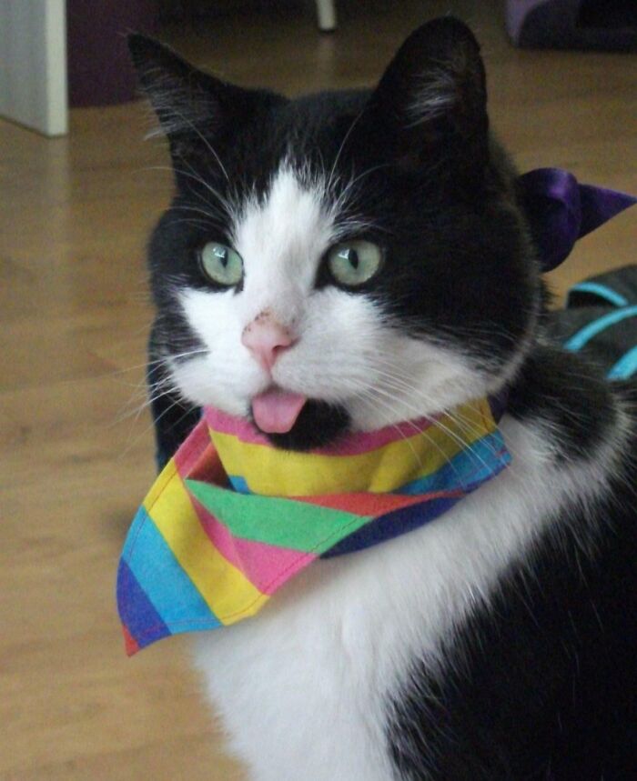 A black and white cat wears a rainbow bandana and sticks its tongue out