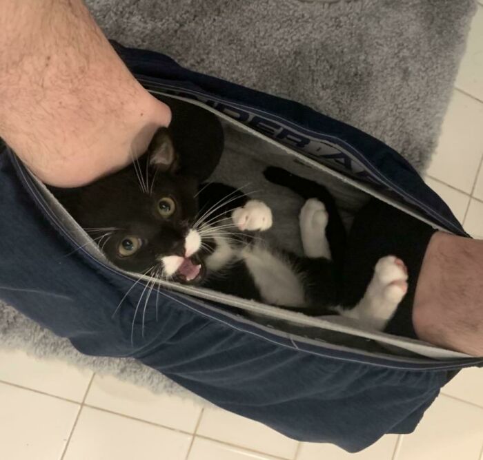 a cat sits in side a pair of pants that have been lowered around the wearer's ankles. The cat looks up with its mouth open.