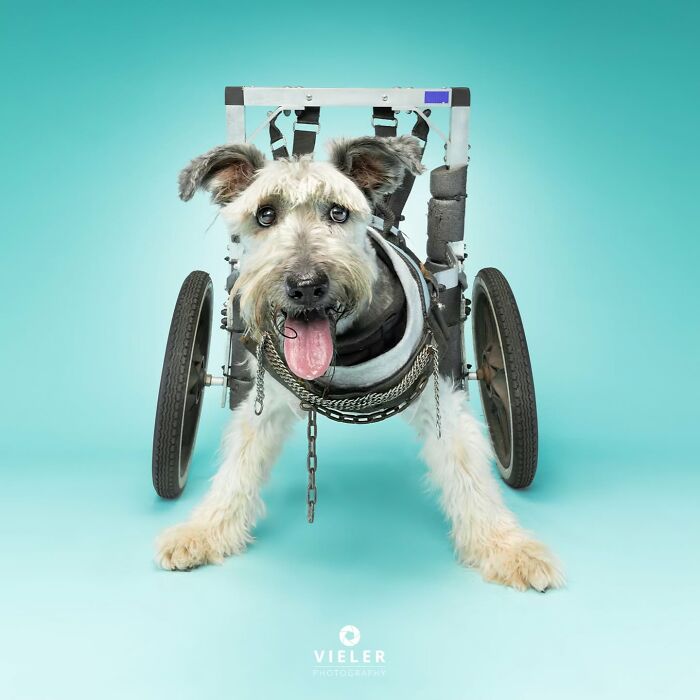 Photograph of a dog wearing prosthetic wheels on his back legs, against a neutral studio background