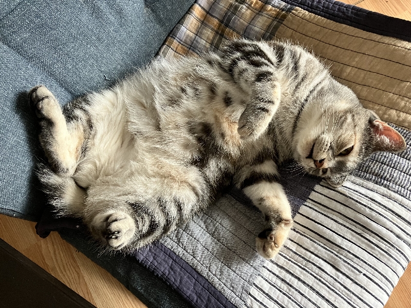 A grey cat lies on its back and exposes its belly.