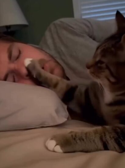 a cat places its paw on the nose of a sleeping man