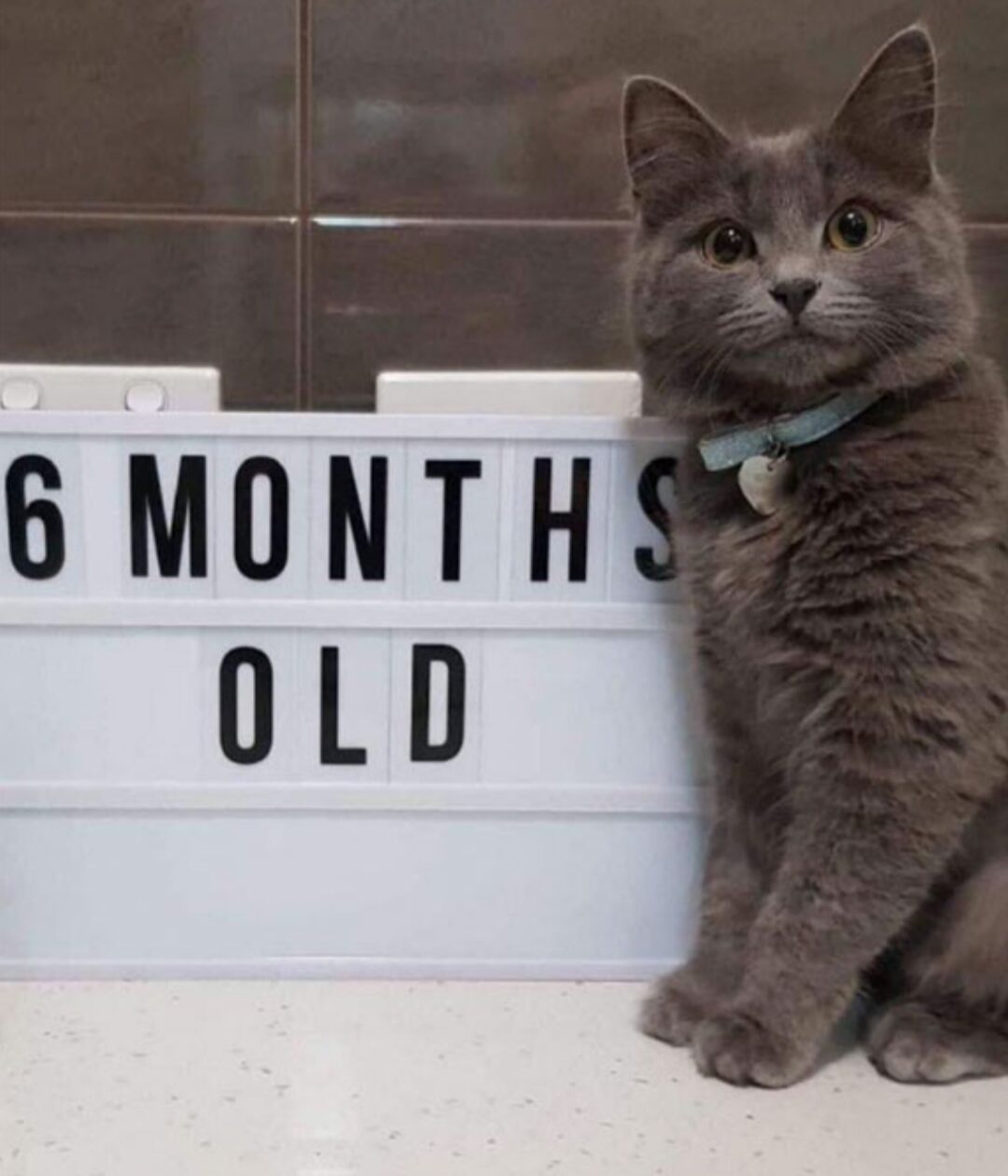 Grey cat standing next to a sign reading "six months old"