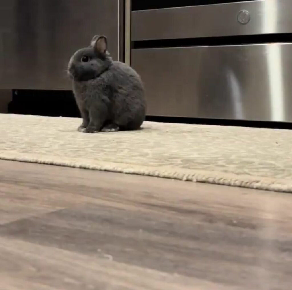 A small dark gray dwarf rabbit sits on the floor of the kitchen in front of the dishwasher