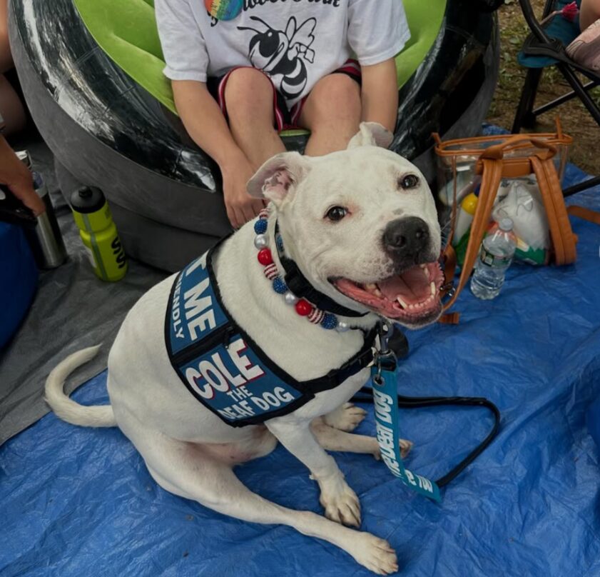 A pitbull dog with white fur sits on the ground and looks up. He is wearing a banner that reads "Cole the deaf dog."
