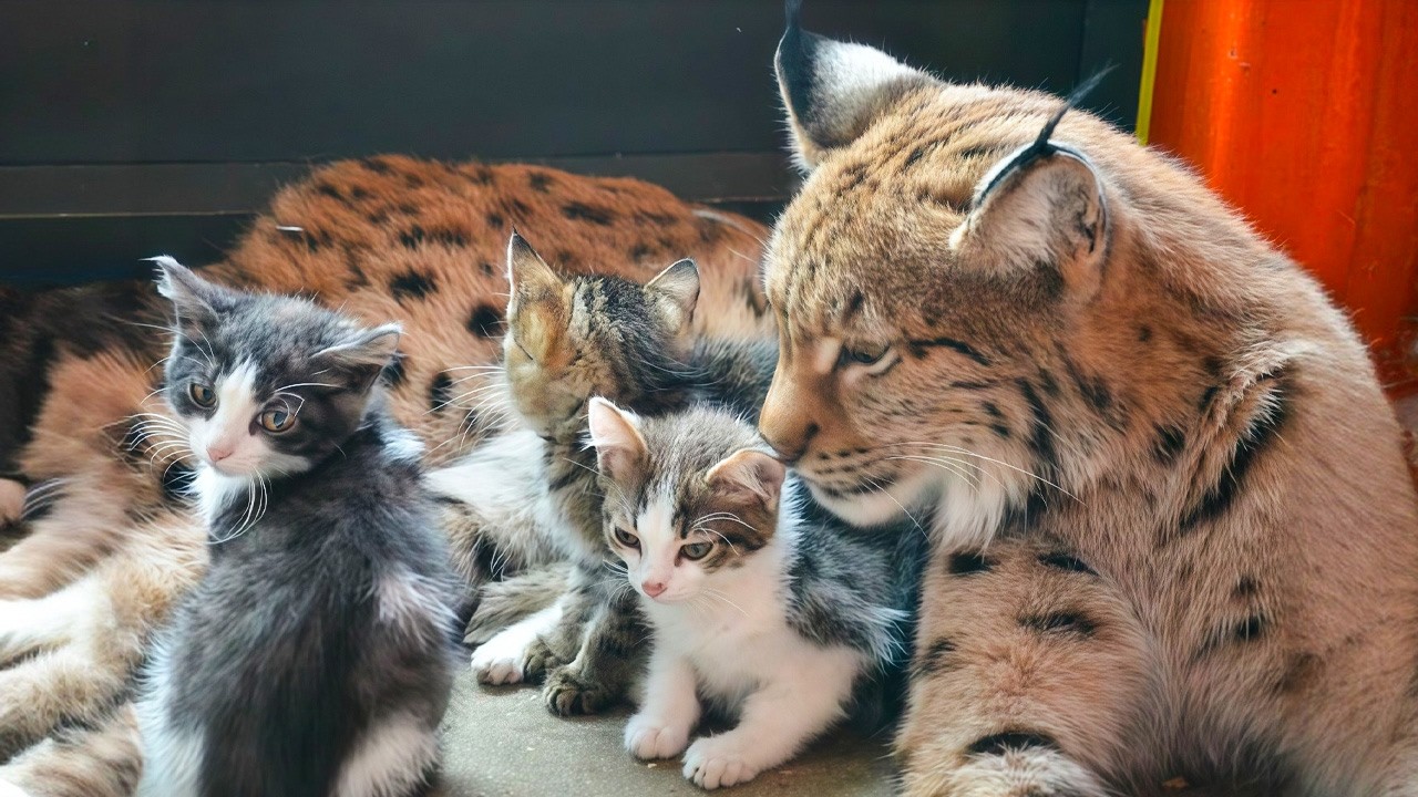 A linx sits with a group of kittens