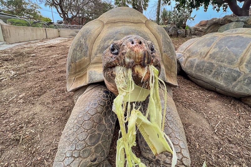 photo of a Galapagos tortoise eating vegetables