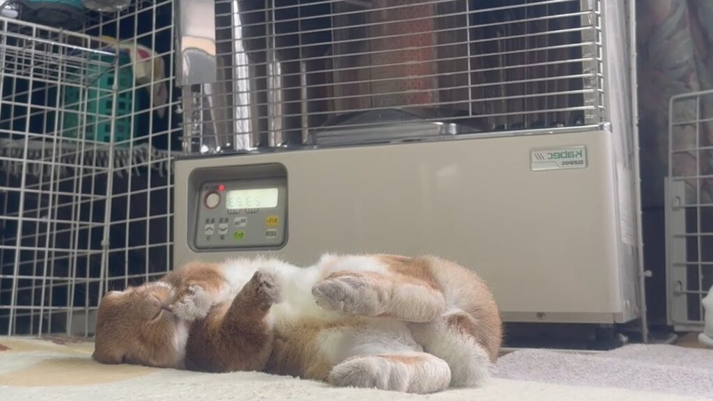A rabbit lies on his side in front of an electric radiator