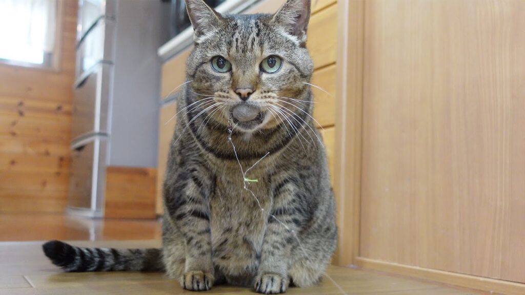 Hana, a grey tabby cat, holds a ball in her mouth.