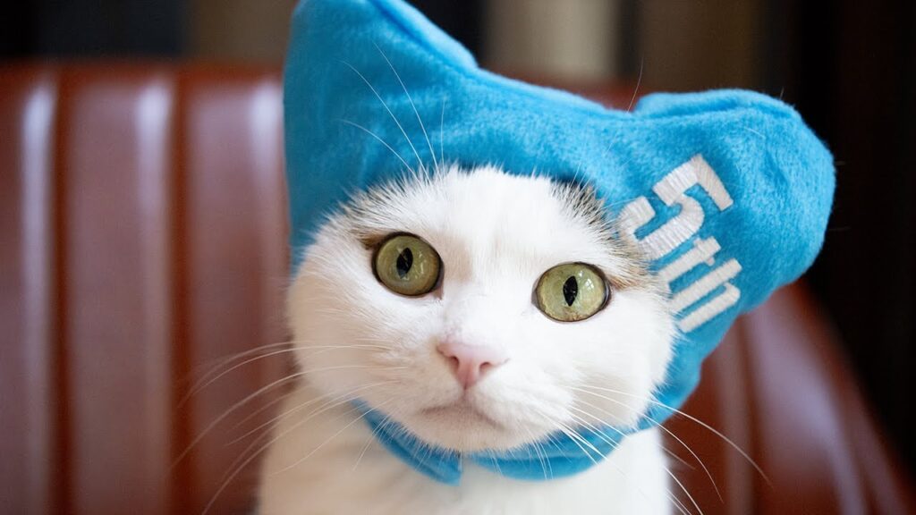 A cat with a white fur face wears a blue hat with the "5th" embroidered on it