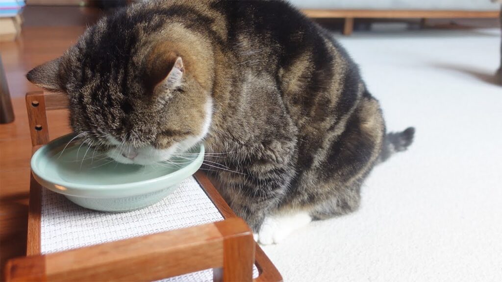 Maru the cat drinks water from a shallow bowl on the floor.