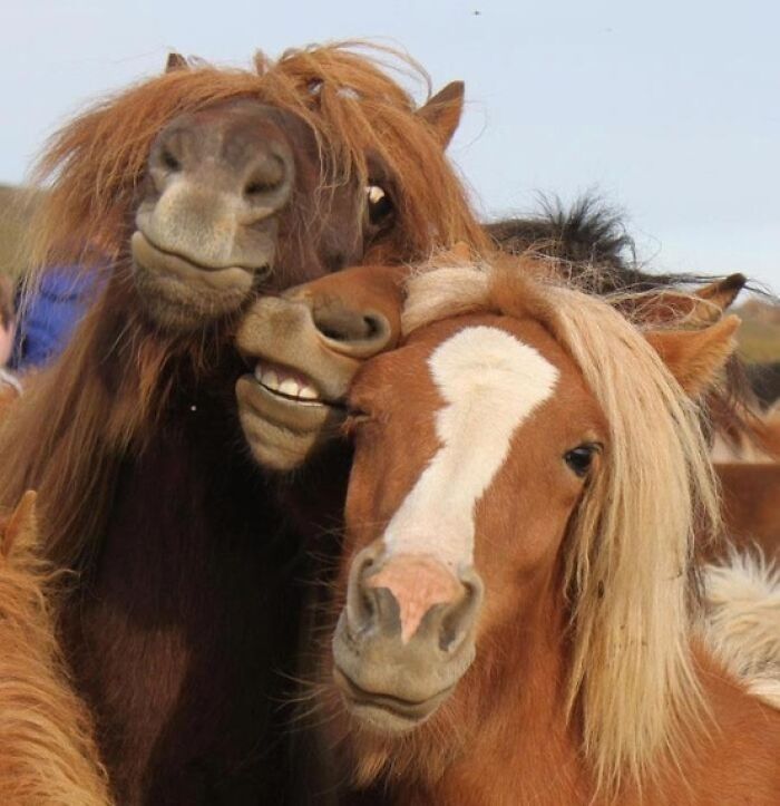three horses crowd their heads together as if posing for a picture