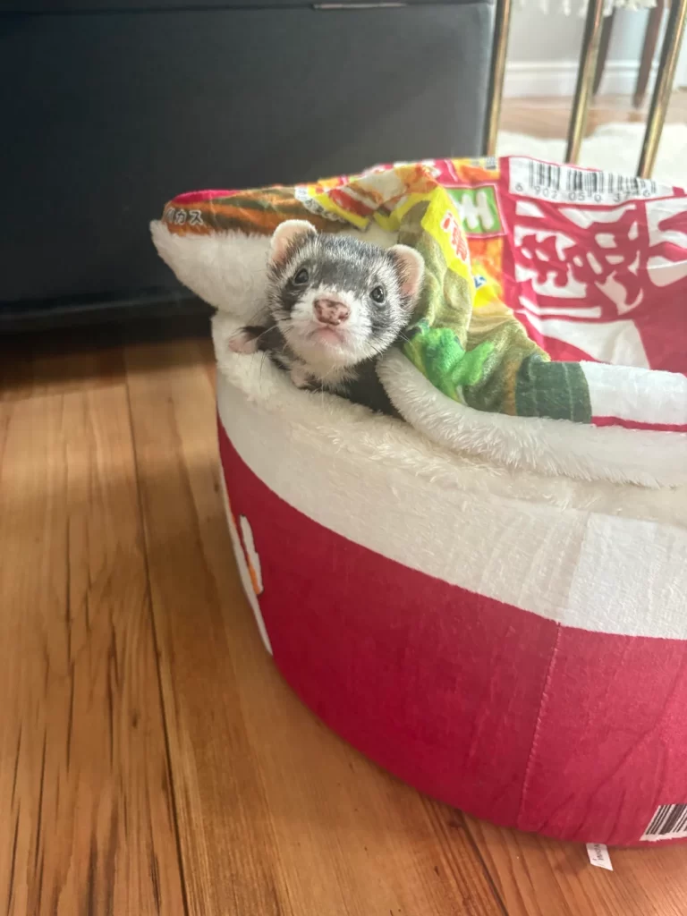 A ferret peeks out of a pet bed shaped and decorated like a large bowl of ramen noodles