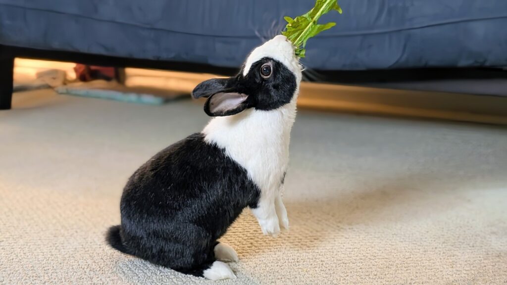 Black and White rabbit stands on its hind legs to eat a piece of kale