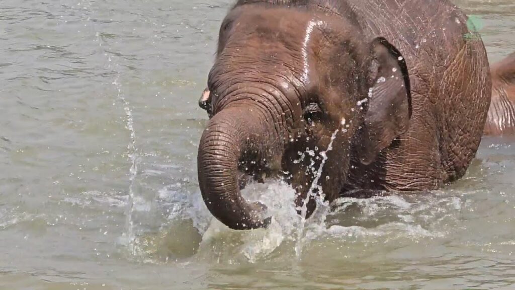 a baby elephant stands in a river splashing the water with her trunk.