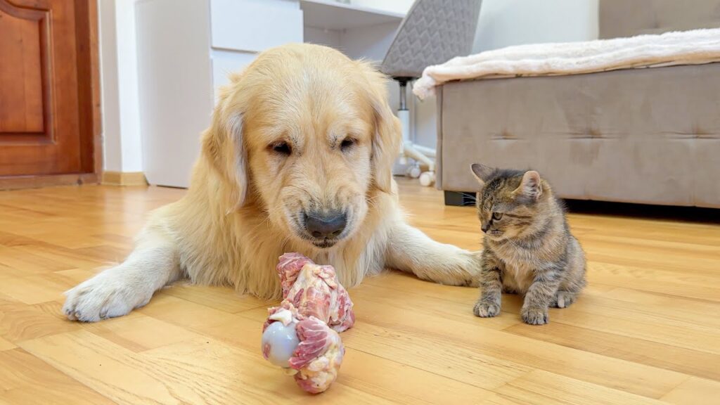 A large golden retriever dog and a small kitten look at a bone in front of them on the floor