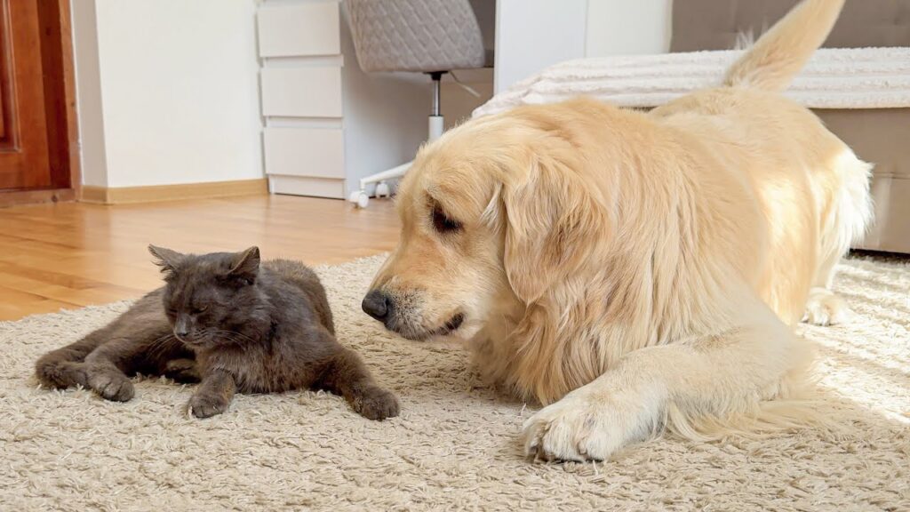 A golden retriever sits on the floor and looks at a black cat who is sitting looking away from him.