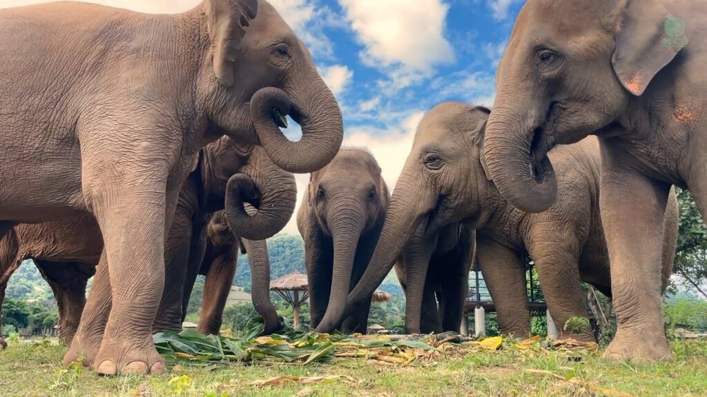 a herd of elephants stand in a semicircle, eating food off the ground