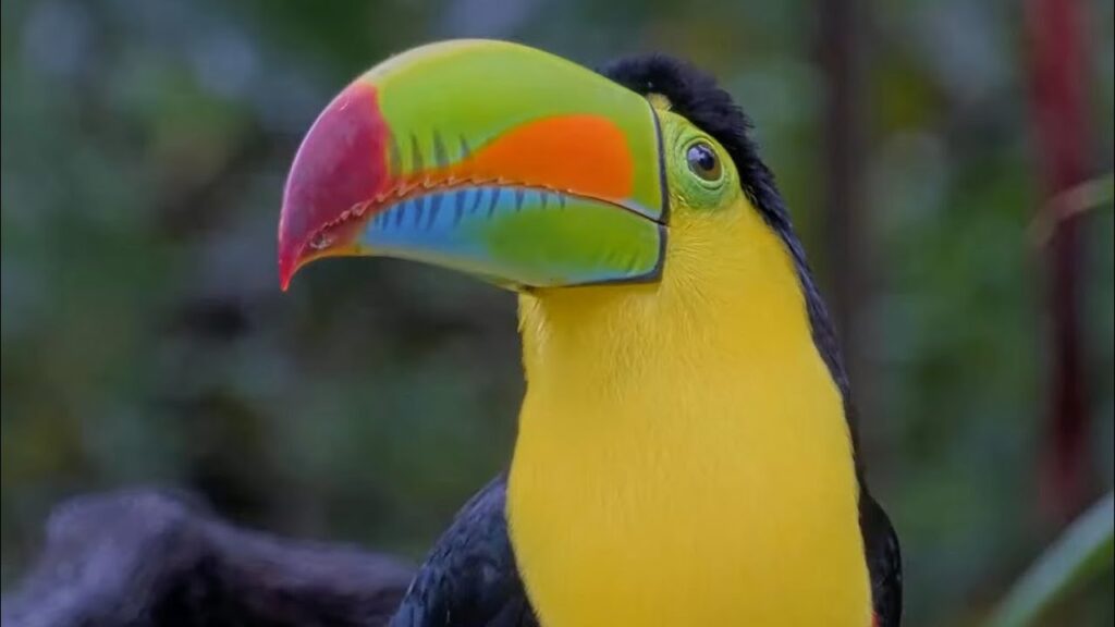A toucan
