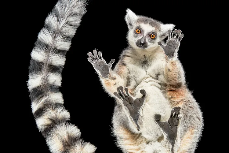 A ring tailed lemur, photographed from below
