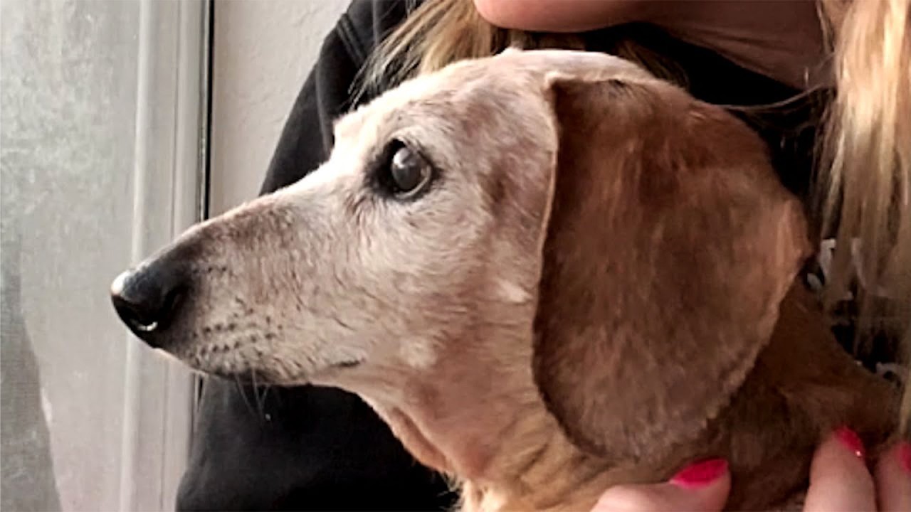 The head of an elderly dog shown in profile
