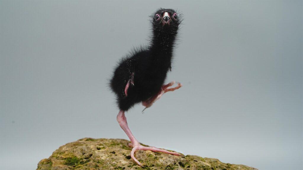 A black baby bird raises one of its big feet in the air