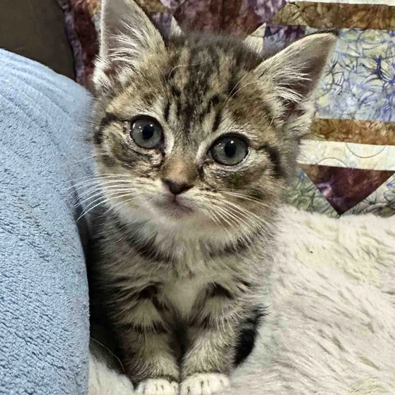 A kitten