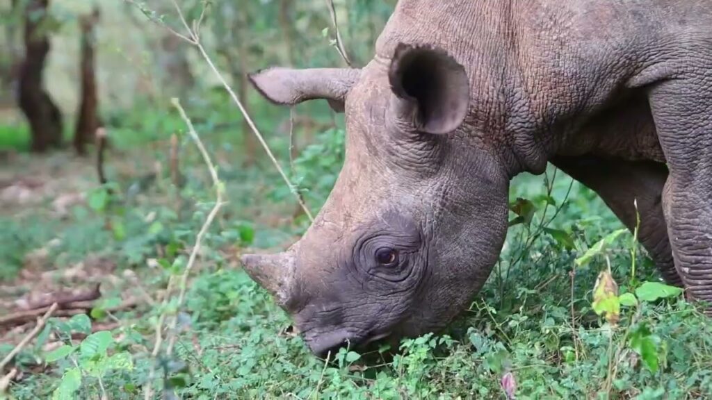 A rhino calf grazing in some foliage