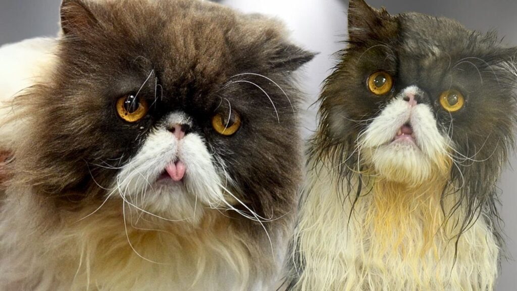 Side by side photographs of a Himalayan house cat, with a white mustache against dark gray fur and its tongue peeking out of its mouth