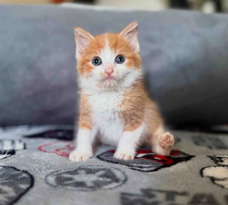A kitten with orange fur and white chest sits on a sofa displaying one back leg