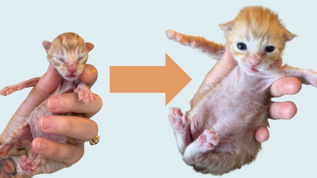 Side by side photos of a kitten, first as a newborn with eyes closed, then a few days later with eyes open. An arrow points from the first to the second