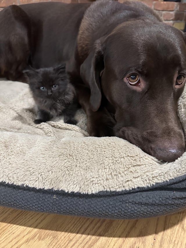 A small black kitten lies next to a large brown dog