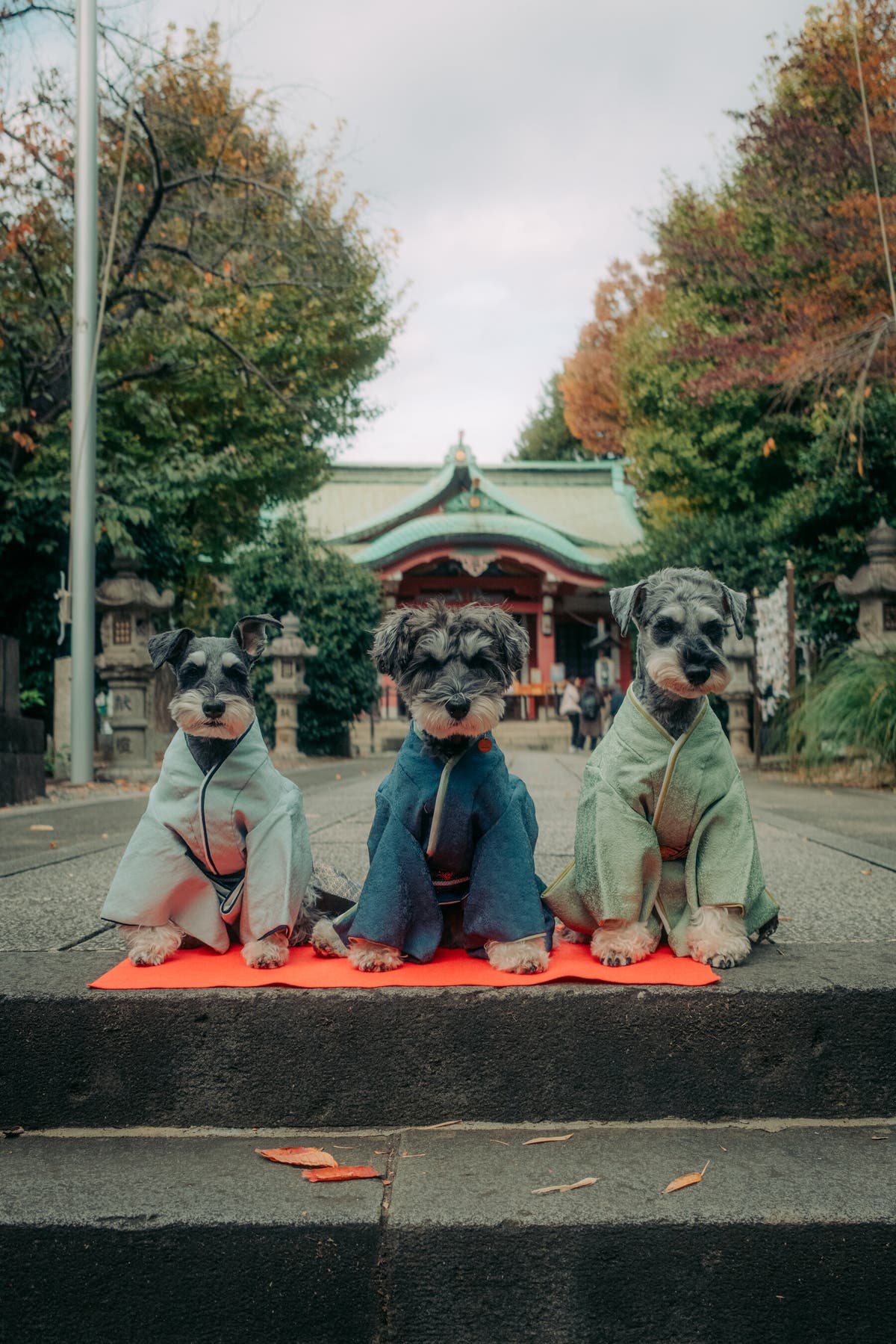 Three dogs sit in a row wearing kimonos