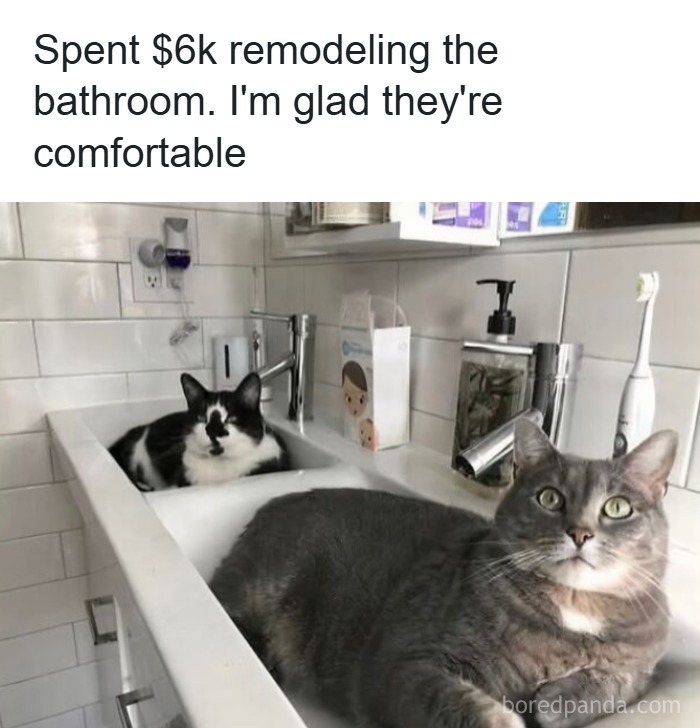 Two cats sit snugly in brand new twin bathroom sinks. A caption above the picture reads "spent $6k remodeling the bathroom. I'm glad they're comfortable."
