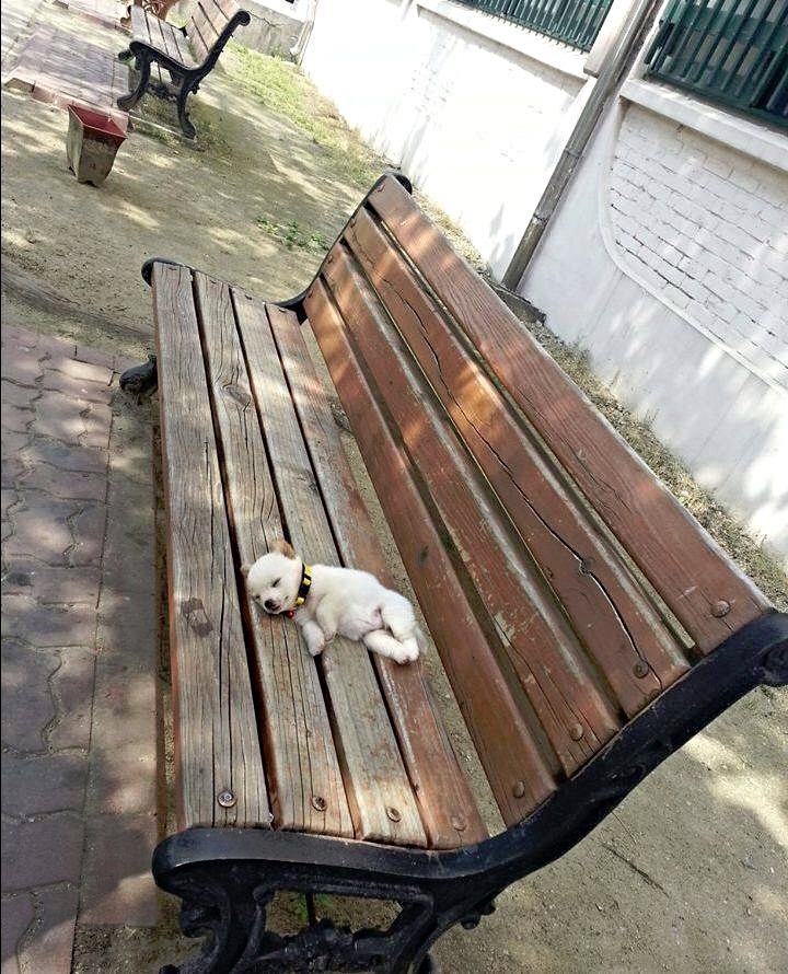 Small puppy with white fur lies on its side on a park bench