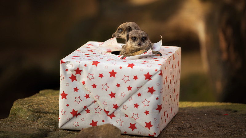 Two meerkats emerge from a hole in a gift-wrapped package