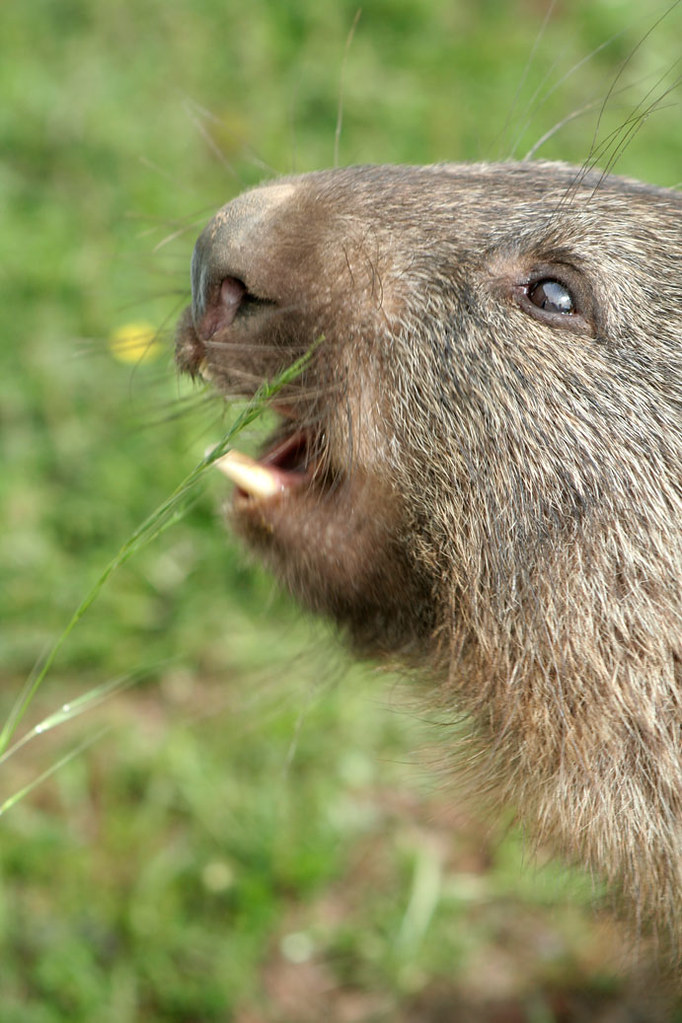 Close up image of a wombat lifting its head and opening its mouth as if singing.