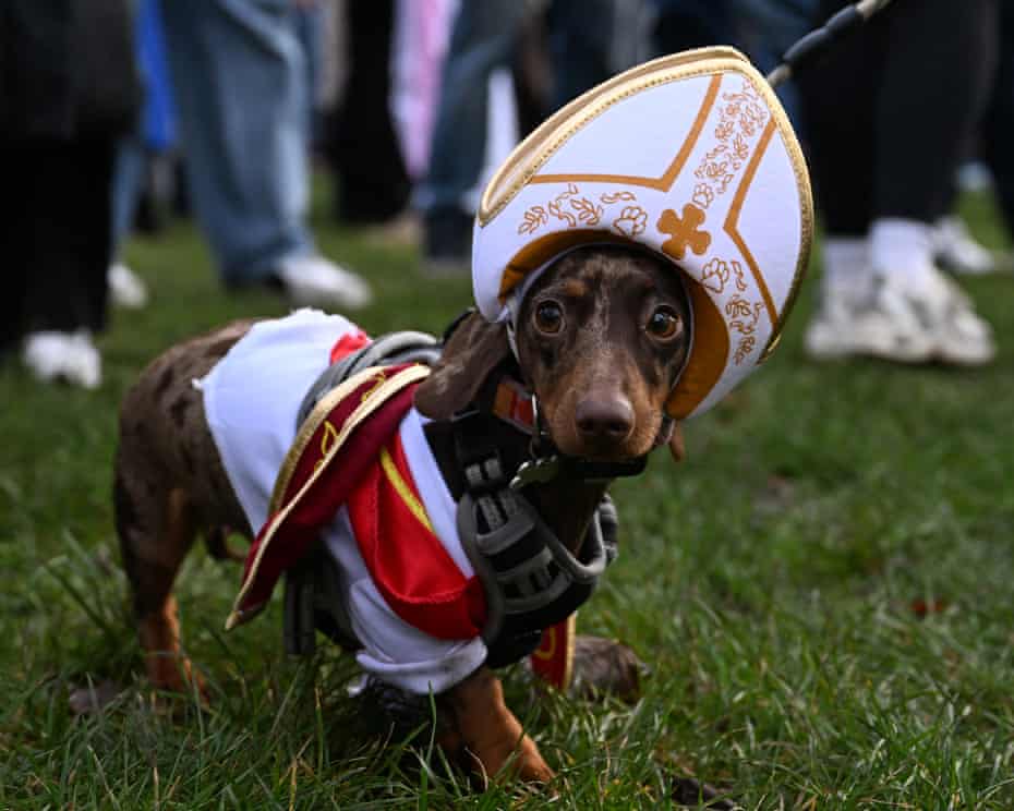 Dachshund dressed like a Catholic bishop