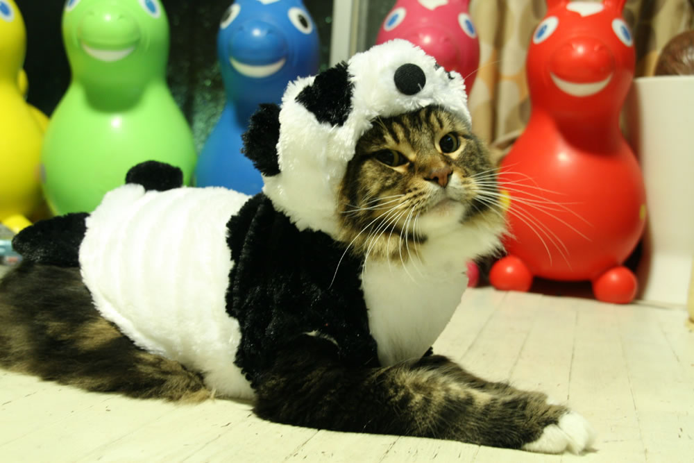 cat sits on floor wearing a panda costume, and not looking very happy about it.