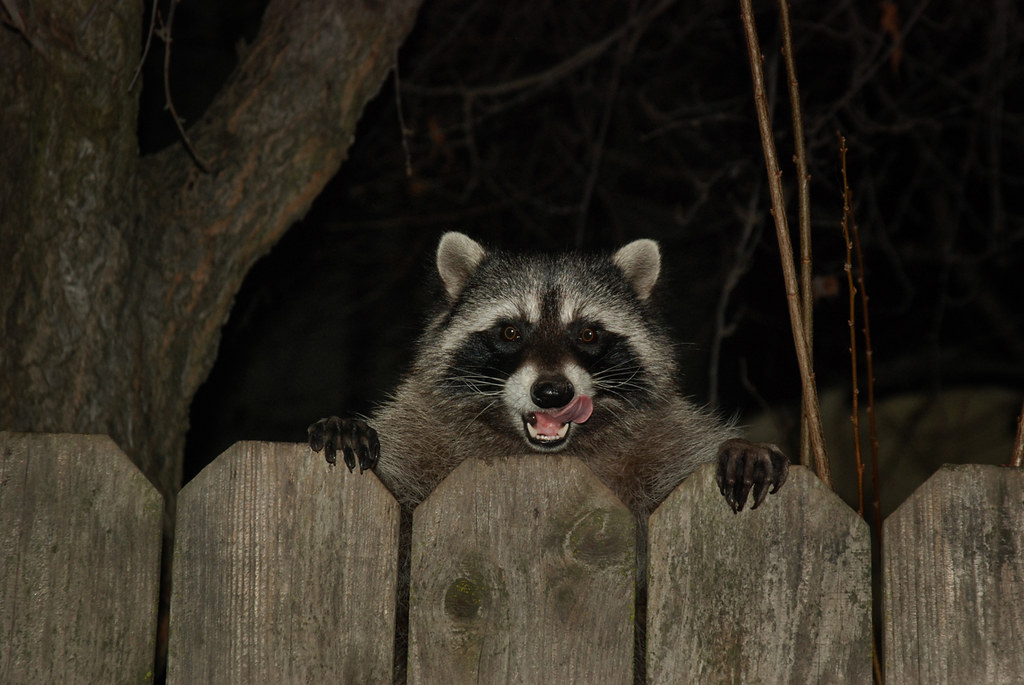 A raccoon looks at you over a backyard fence, licking its lips