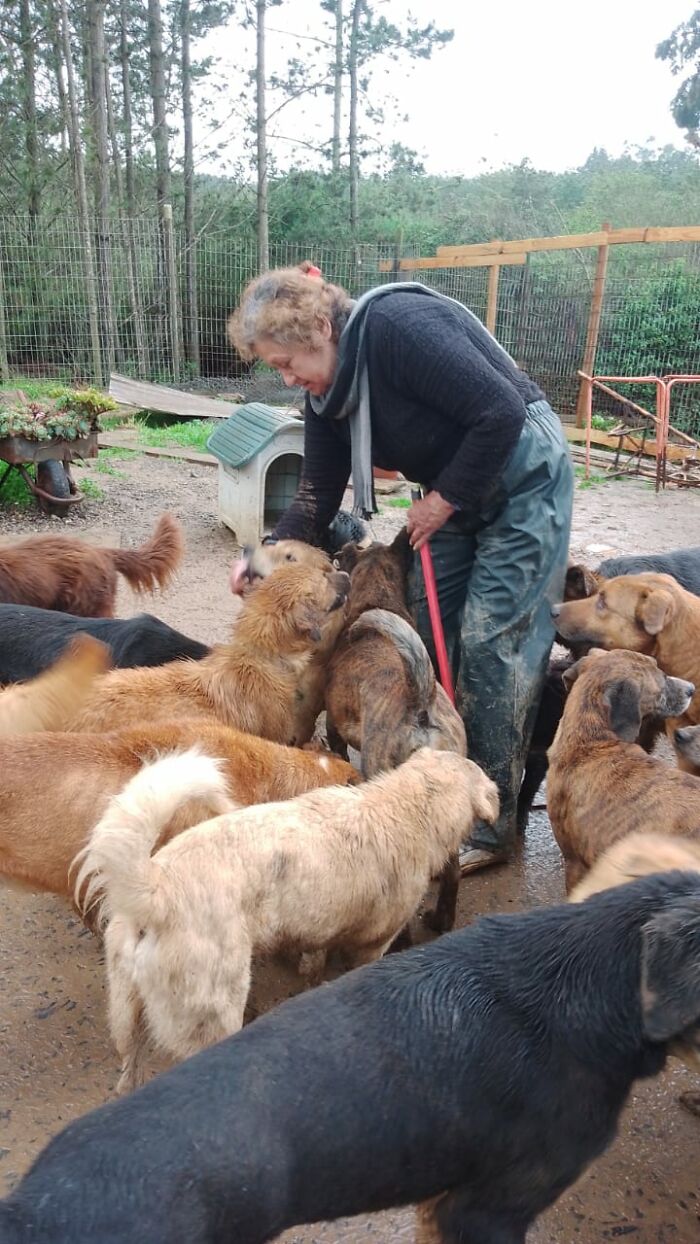a woman wearing a dark sweater, baggy pants and a scarf is surrounded by dogs in a large enclosure