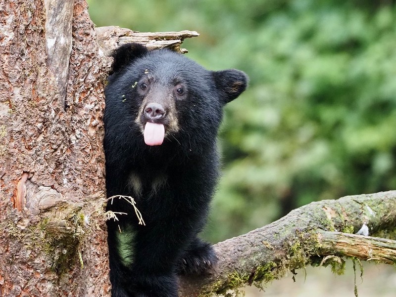 a black bear cub sticks out its tongue