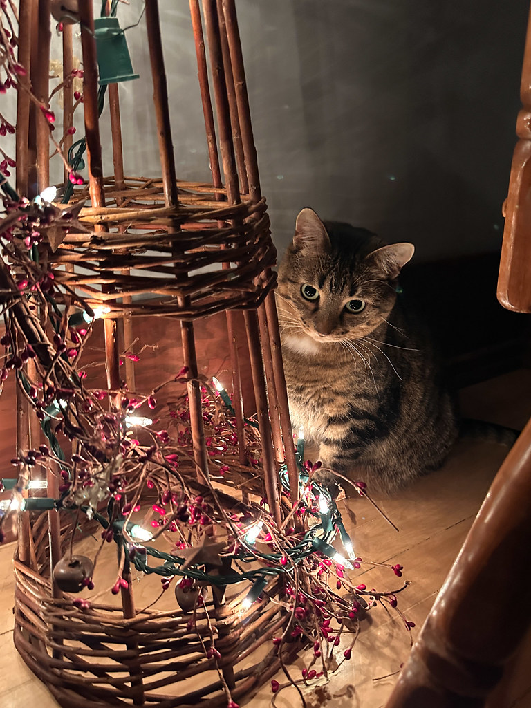 A cat stares at a wicker pole with a string of sparkling light wrapped around it.
