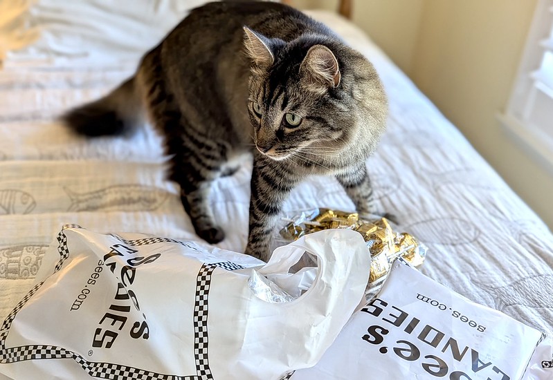 A cat examines a bag of See's candy and its accompanying plastic bag.