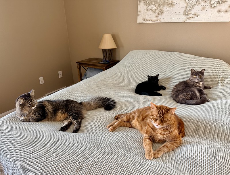 Four cats sit on a bed, leaving almost no space.