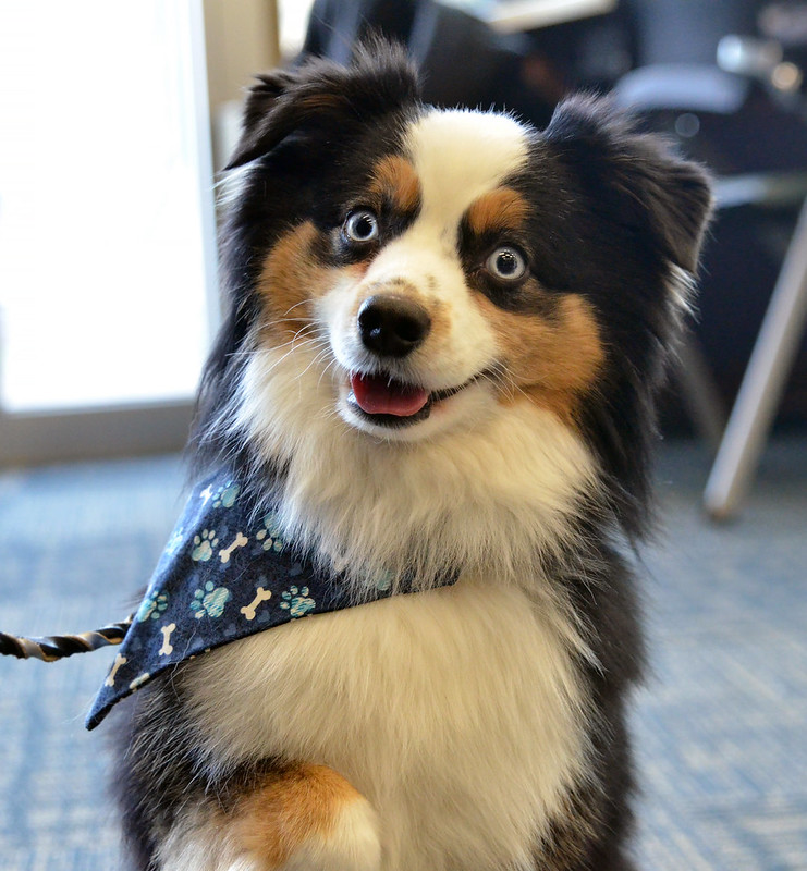 An Australian shepherd dog opens its eyes wide as if intrigued.
