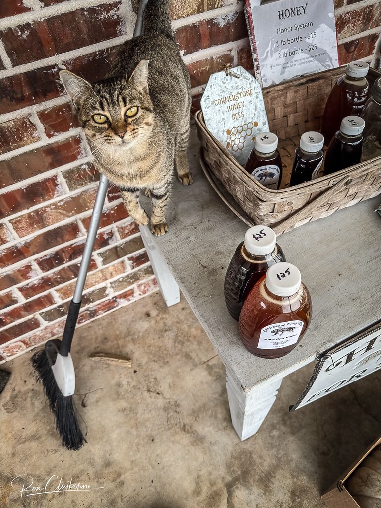 a cat stands on a table next to bottles of honey. A sign behind the bottles reads "Honey, Honor System"
