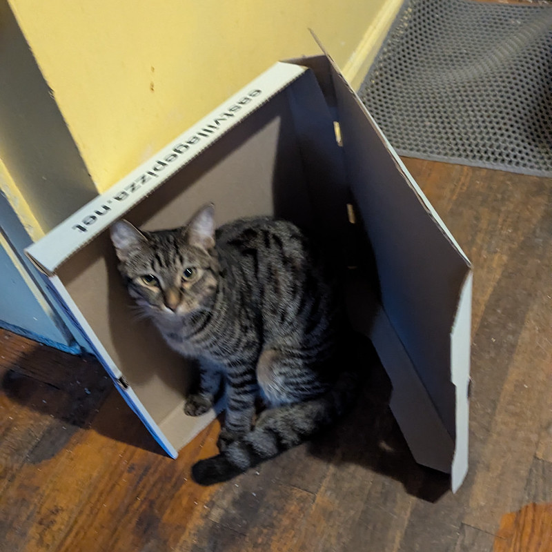 Cat stands inside an open empty pizza box on its side.