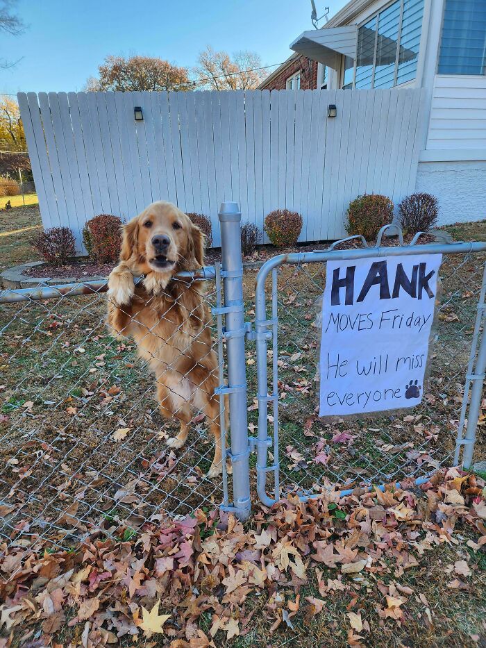 A Golden retriever dog stands in his yard next to a sign reading "Hank moves Friday! he will miss everyone!"