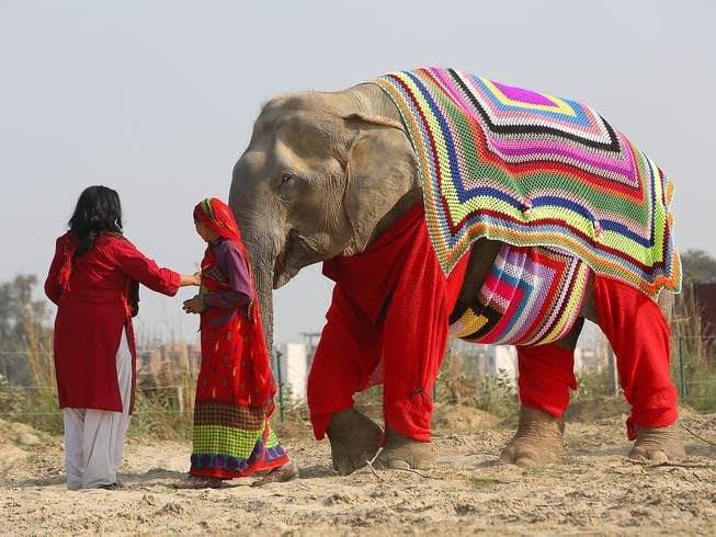 Two women interact with an elephant who is wearing a large knitted sweater