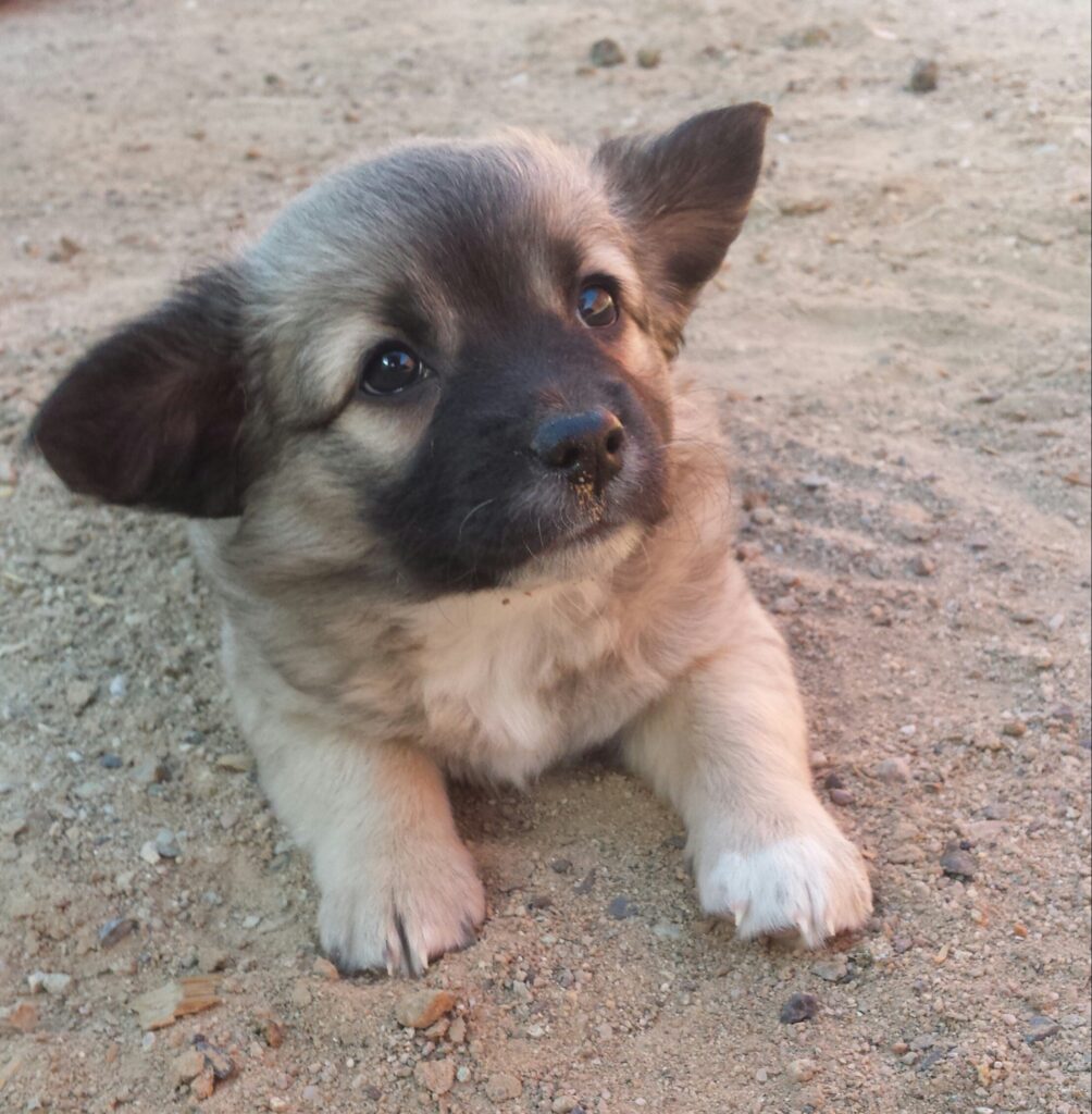 A puppy lies on its belly on a sandy beach. The dog's ears are spread out wide.
